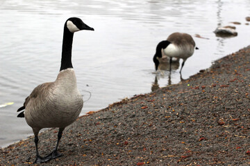 Geese at the Lake