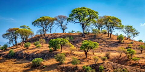 Trees on a mountain during dry season with hot weather