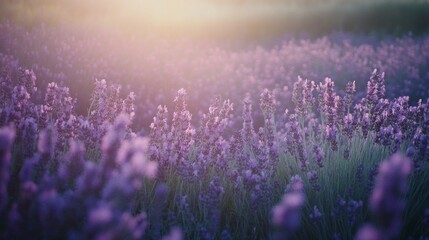 Naklejka premium Lavender Dreams A Field of Purple Blooms in Summer Sun