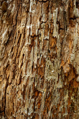 Tree bark background closeup