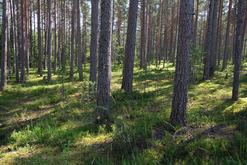 Obraz premium trees in the forest