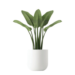 Stylish indoor plant in a modern white pot, perfect for adding a touch of greenery to any space, enhancing decor and ambiance. isolated background