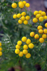 small yellow flowers close up