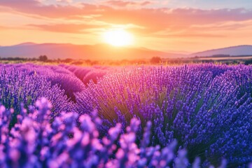 Obraz premium Sunset is shining over a beautiful lavender field in provence