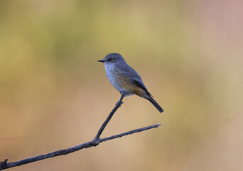 Female Vermillion Flycatcher perched against bokeh copy space