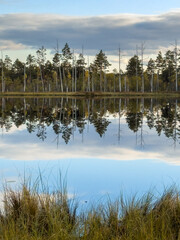 Obraz premium Cena tirelis is the second largest bog in Latvia
