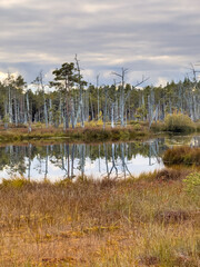 Cena tirelis is the second largest bog in Latvia