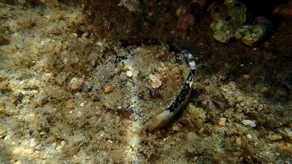 Broken bottom of a glass bottle undersea, Aegean Sea, Greece, Halkidiki, Kakoudia beach. Sea pollution.