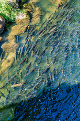 Salmon Homeward Bound 4