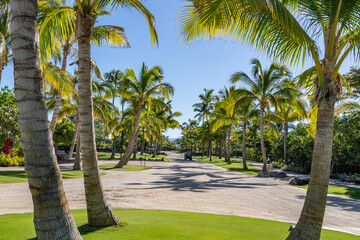 Fototapeta premium The coconut tree (Cocos nucifera) is a member of the palm tree family (Arecaceae) and the only living species of the genus Cocos. Kona Village, A Rosewood Resort / Kahuwai Bay, Hawaii island