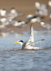 Lesser crested tern bathing in back water