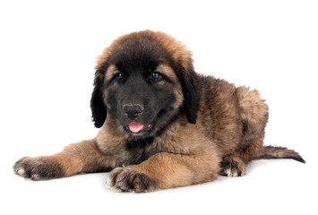 puppy Leonberger in studio