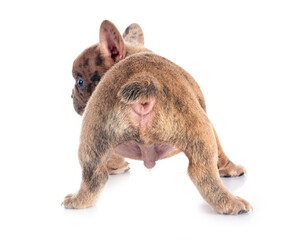 french bulldog in studio