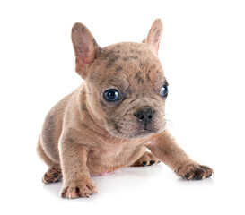 french bulldog in studio