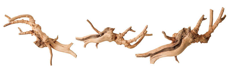 set old dry driftwood tree branch on an isolated white background close-up