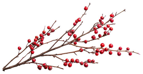 Obraz premium PNG Red berries on a branch