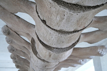 Big grey skeleton of big blue whale. Whale spine. Real whale bones. Balaenoptera