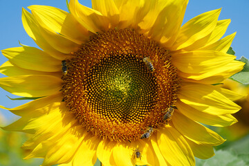 Bees on beautiful yellow sunflower on the field