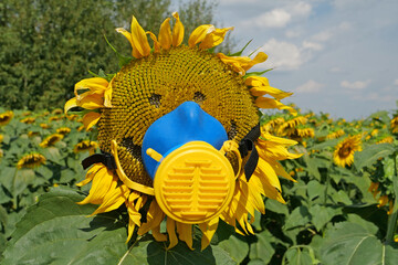 Sunflower in gas mask at the field. Ecology theme, allergy, pollutants and other