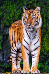 A fearsome and ferocious wild tiger