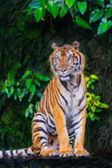 A fearsome and ferocious wild tiger