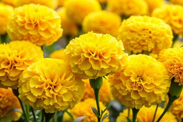 Fototapeta premium Bright Yellow Carnation Blooms in Full Glory - Perfect for Floral Arrangements and Celebrations
