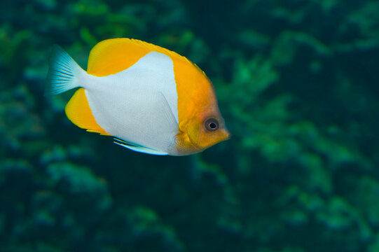 An butterflyfish in a fishtank