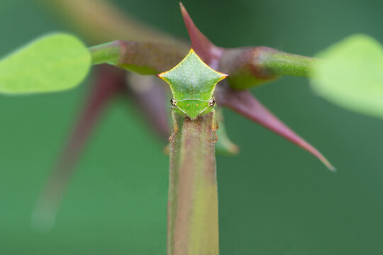 Green buffalo treehopper