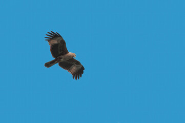A Whistling kite in flight