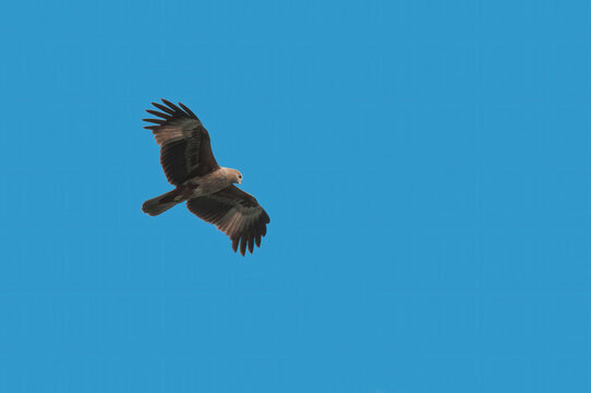 A Whistling kite in flight