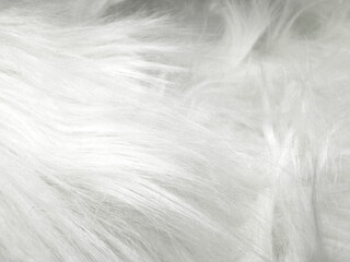 Obraz premium Soft White Fur Texture Background