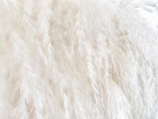 Soft White Palms Texture Background