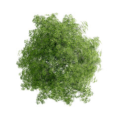 tree top view plant landscape architecture nature garden aerial render.