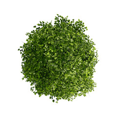 Obraz premium tree top view plant landscape architecture nature garden aerial render.