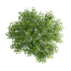 tree top view plant landscape architecture nature garden aerial render.