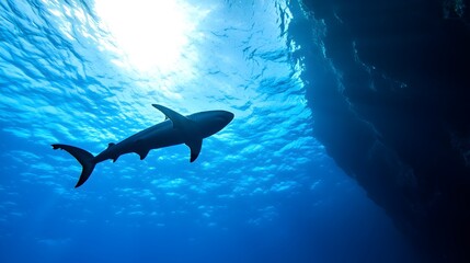 Fototapeta premium Thrilling Underwater Adventure Diver and Shark Silhouette at Dramatic Cliff Drop-off - Awe-Inspiring Oceanic Scenery Captured