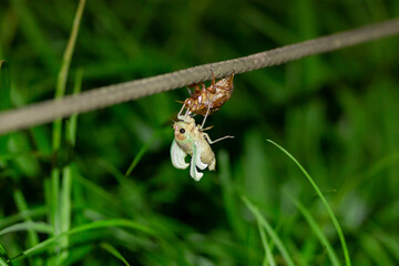 東京都　上野公園　アブラゼミの羽化