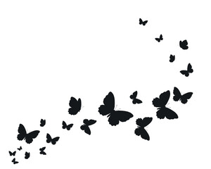 flock of flat butterflies