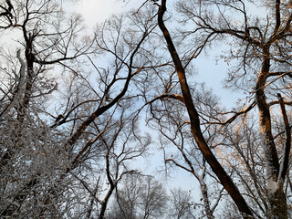 trees in the sky
