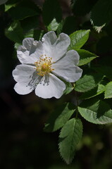 Twig with fresh flowering of wild rose, rose hip or Rosa canina flower in the garden, Sofia, Bulgaria    
