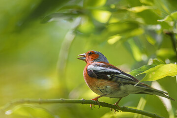 Wild bird, Common Chaffinch Fringílla coélebs