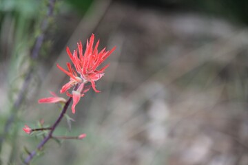 Castilleja isolated near the desert blurred background