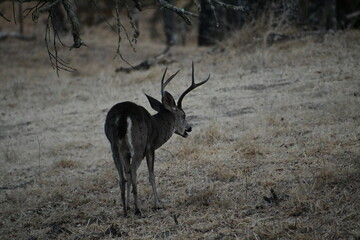 deer in the wild