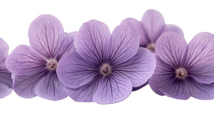 Fototapeta premium Charming Group of Purple Flowers.
