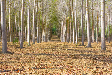 Poplar tree cultivation with trees and green grass - These trees are the fastest growing tree