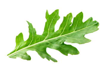 green leaf  isolated on transparent background