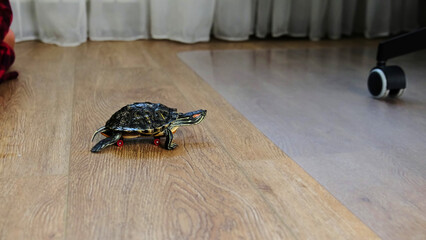 small turtle moves across the wooden floor on a miniature skateboard, with a child's hand visible in the frame. The scene blends curiosity and playfulness, showcasing a fun moment of interaction