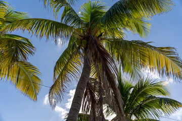 Views of palm trees from below with coconuts in Miami