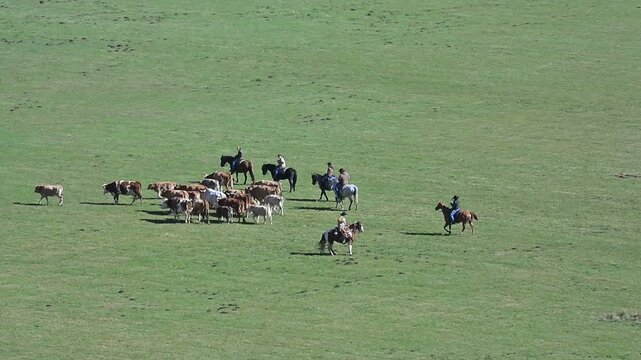 Mandria di vacche e tori 