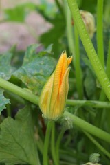 zucchini flower - closeup